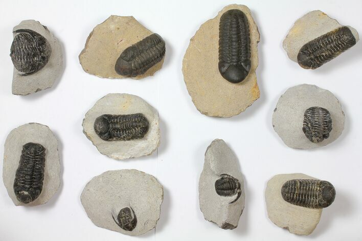 Lot: Assorted Devonian Trilobites - Pieces #119885